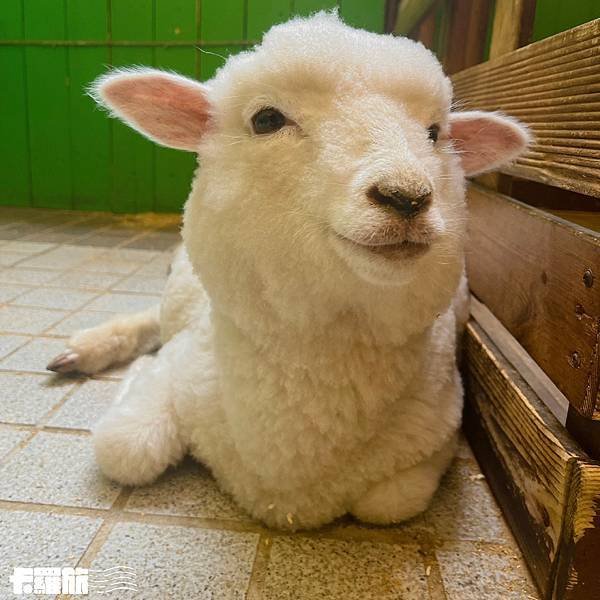首爾咖啡廳｜弘大入口站｜Thanks Nature Café