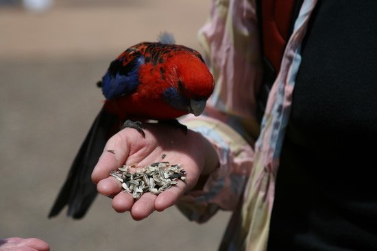 02天然樂聲拉明頓國家公園 Lamington National Park Australia