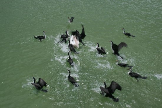 03 原始生命莫瑞頓沙島 Moreton Island