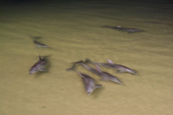 03 原始生命莫瑞頓沙島 Moreton Island