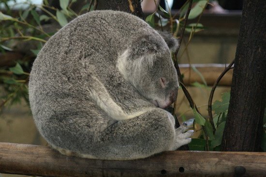 08 世界最大無尾熊保護區 Lone Pine Koala Sanctuary Australia