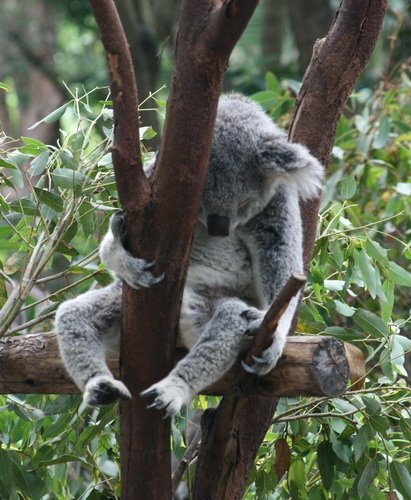 08 世界最大無尾熊保護區 Lone Pine Koala Sanctuary Australia