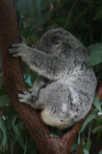 08 世界最大無尾熊保護區 Lone Pine Koala Sanctuary Australia