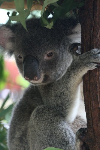 08 世界最大無尾熊保護區 Lone Pine Koala Sanctuary Australia