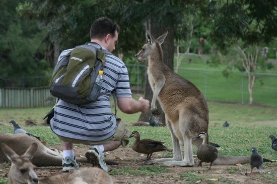 08 世界最大無尾熊保護區 Lone Pine Koala Sanctuary Australia