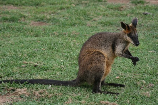 08 世界最大無尾熊保護區 Lone Pine Koala Sanctuary Australia