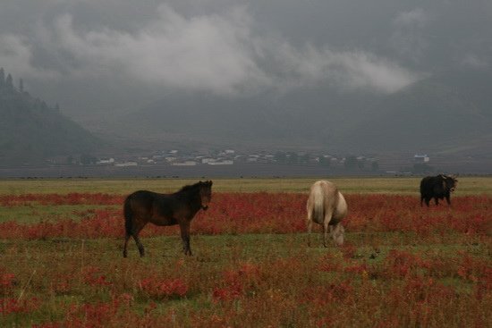 14 燦紅的香格里拉 Shangri-La YunNan