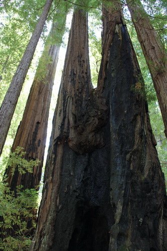 02 San Jose 聖荷西 Big Basin Redwood State Park 美西