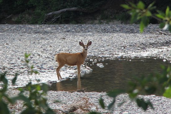 11 Yellowstone to Grand Teton （南下大提頓國家公園）