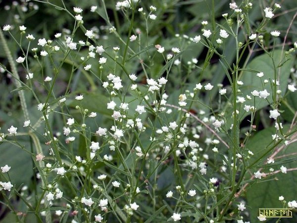 銀膠菊8.jpg