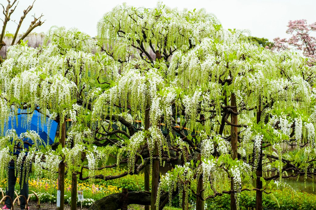 20160428黑部27.jpg