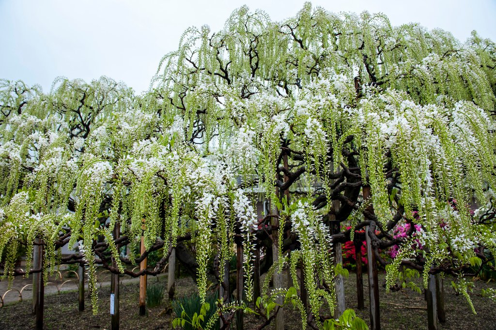 20160428黑部2.jpg