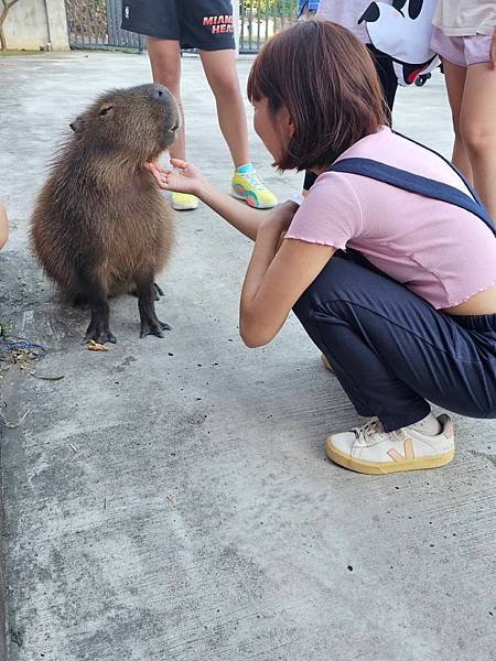 「紅磚園邸」——新北樹林隱藏版親子餐廳，品味美食與萌系動物共