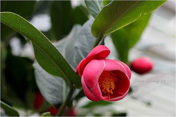 20130129茶花展-越南抱莖茶-1