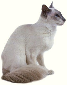 balinese.jpg