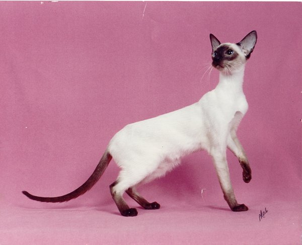 siamese_cats_mkayla.jpg