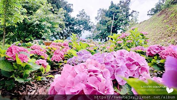 桃園景點｜拉拉山隱藏版繡球花秘境 拉拉山輕鬆園 散步美拍好地