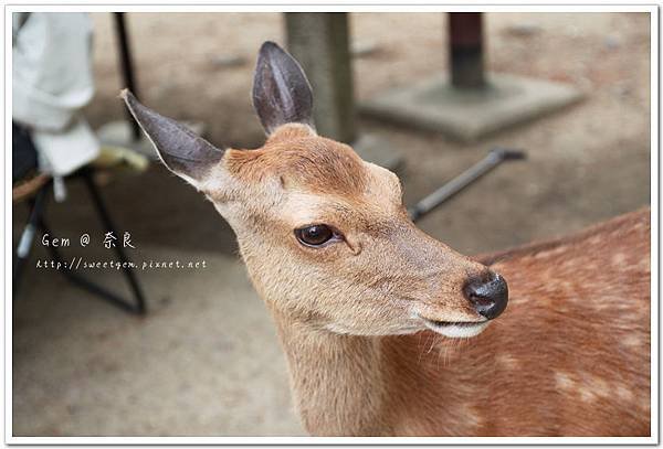 奈良公園_05