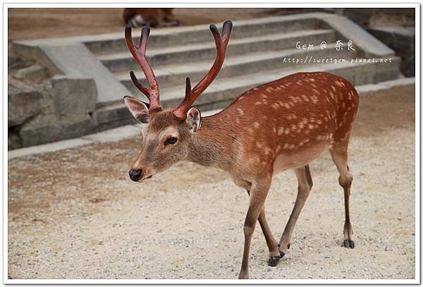 奈良公園_08