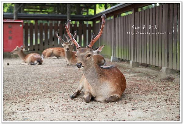 奈良公園_11