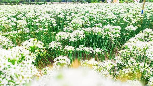 韭菜花田