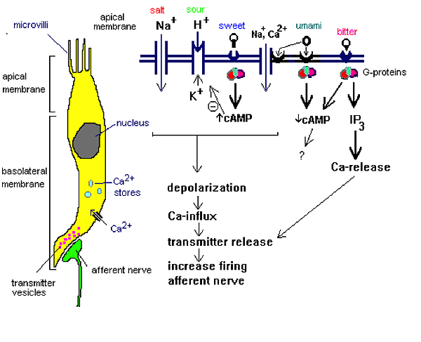 味覺細胞.png