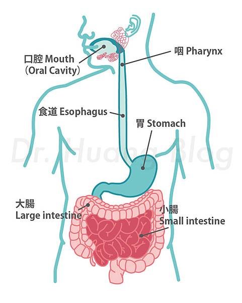 100417_消化系統_mod1-01.jpg