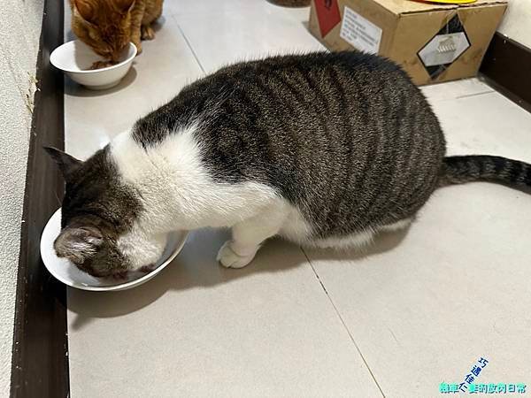 [毛孩] Sheba®希寶 鮮肉慕斯主食罐 滿足貓咪味蕾 貓