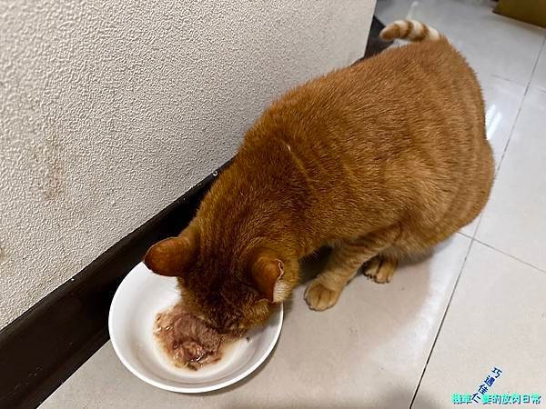 [毛孩] Sheba®希寶 鮮肉慕斯主食罐 滿足貓咪味蕾 貓