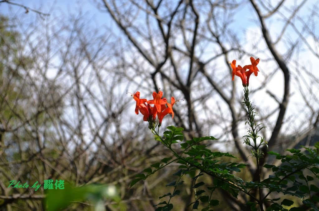 11月中旬仍處於溫暖的陽光，草山公園內不知名的花朵也逐漸綻開了笑容。