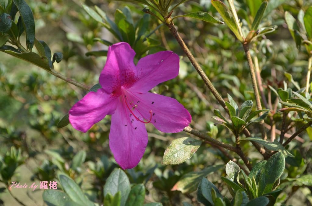 時值11月的草山公園，卻已因暖陽搞亂了杜鵑花的初啼。