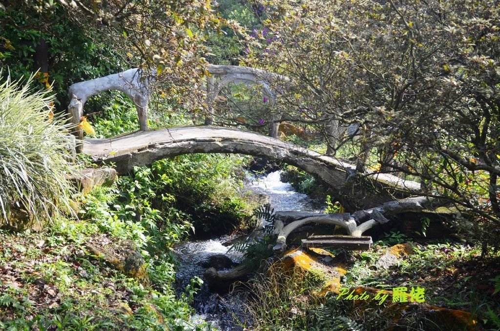 草山不老，但公園老了，每到假日國民與國外旅行團到此一遊的遊客也不少，如果稍加留意，你會發現草山公園真的該拉皮了，若說維持它自然景態也罷，圖中這座橋的另一邊扶手就倒在一旁河畔，如果將它移走，那麼所剩獨邊的橋樣也頗具風格。