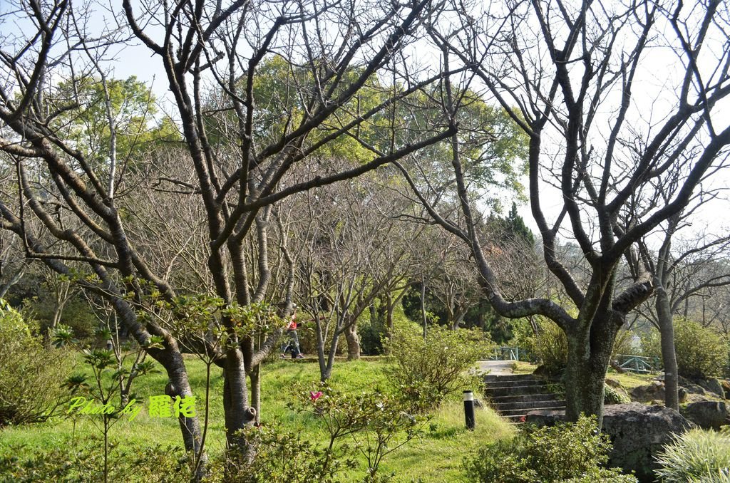 每年草山公園三月櫻花盛開的台灣山櫻，如今的季節枯枝滿樹，但枝頭並沒有枯萎，只是在等待春暖花開的氣旋，讓它重新綻開滿枝群櫻乱舞，醉人寰。