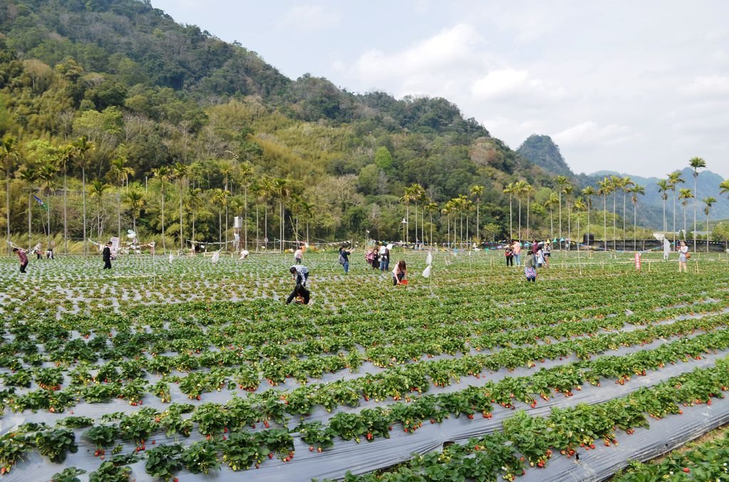 山腳下草莓園遍佈，各地遊客紛紛趁假日到此一遊，並享採草莓樂趣。.JPG