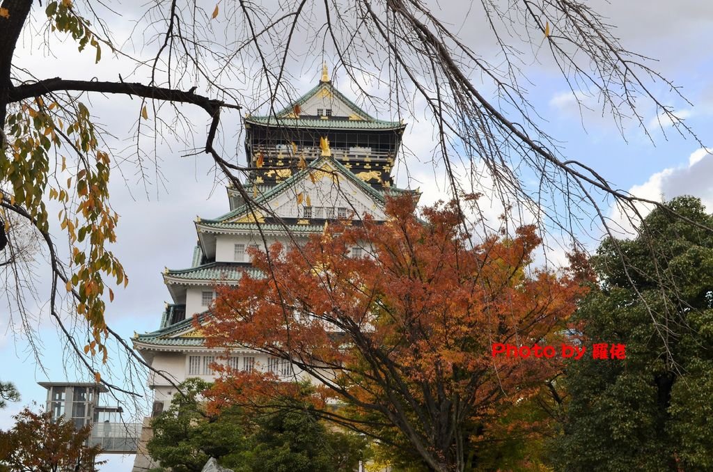 京阪行腳● 只欠清香不欠花