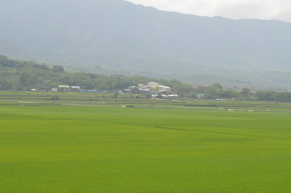 台東池上● 空水醉氤氳