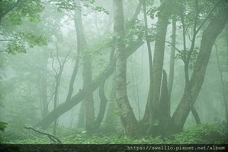 漫步雲端分享● 仲夏獨處的二十首養心の禪樂