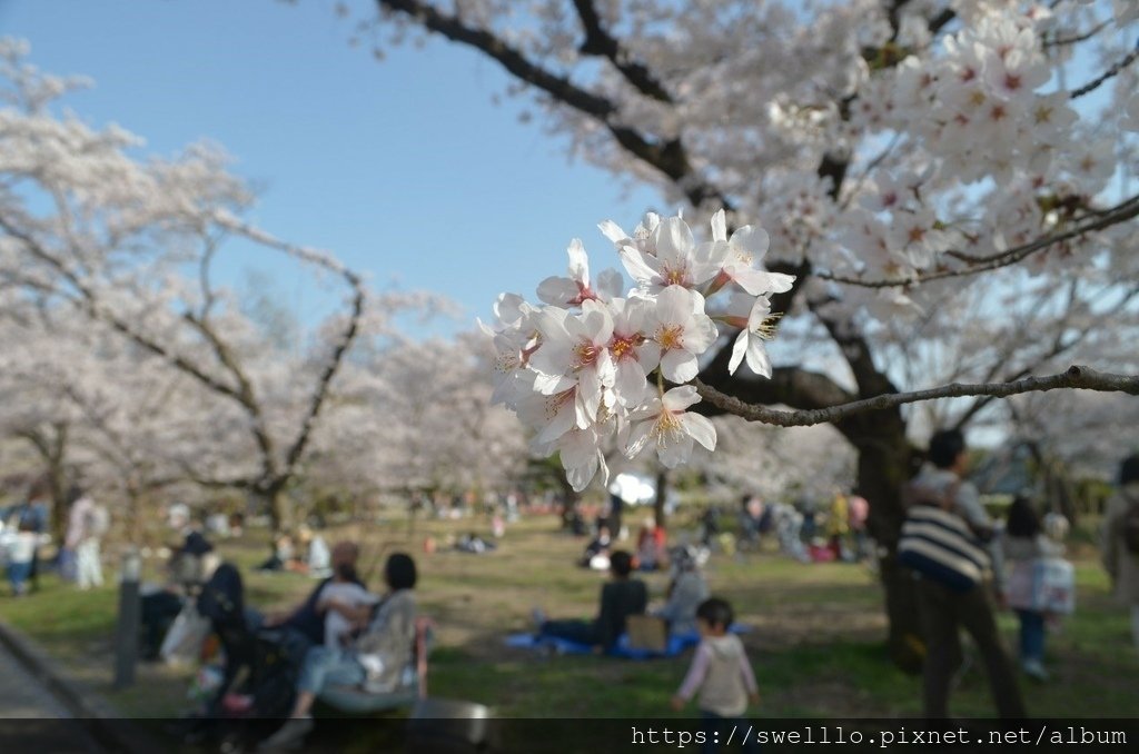 日本京都● 煙花三月上京都