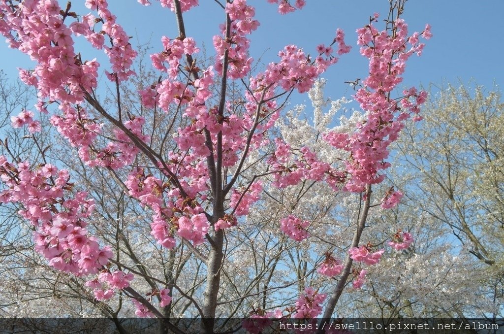 日本京都● 煙花三月上京都