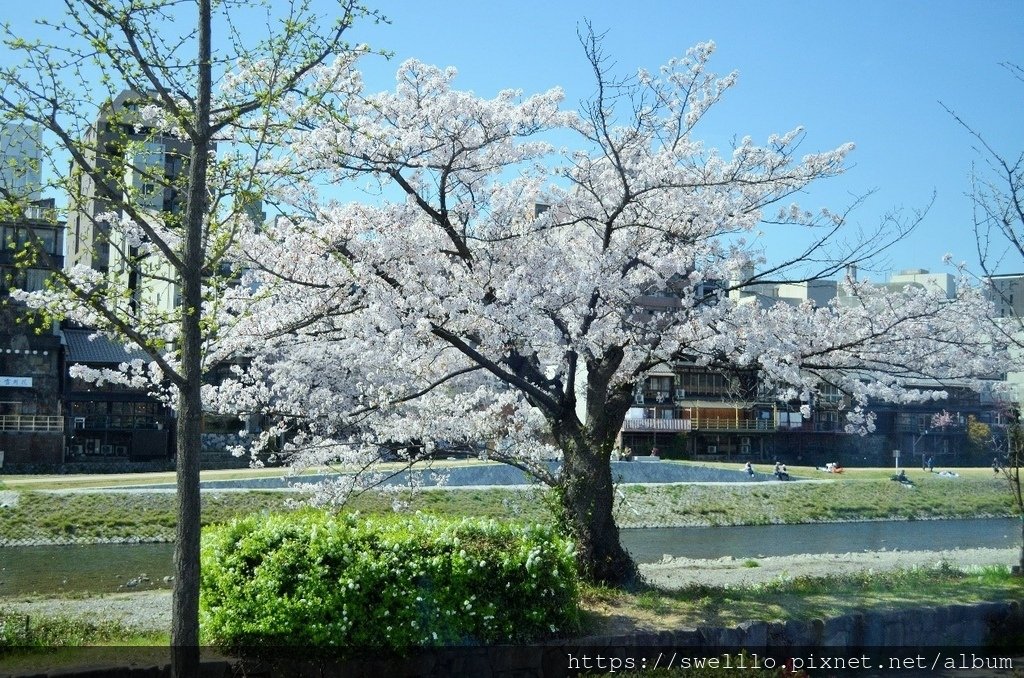 日本京都● 煙花三月上京都