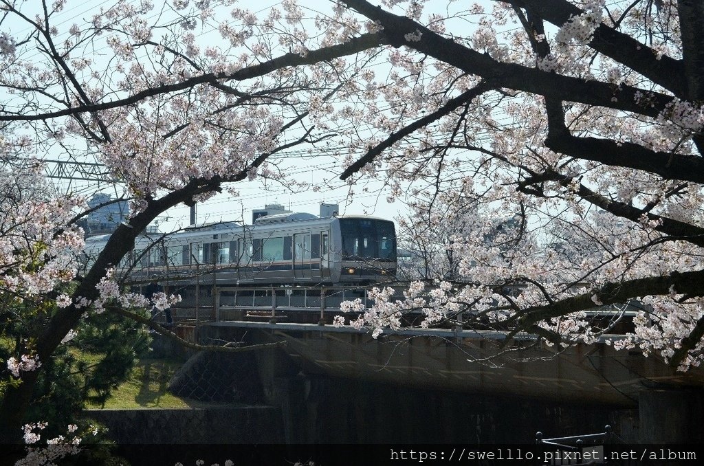 日本京都● 煙花三月上京都