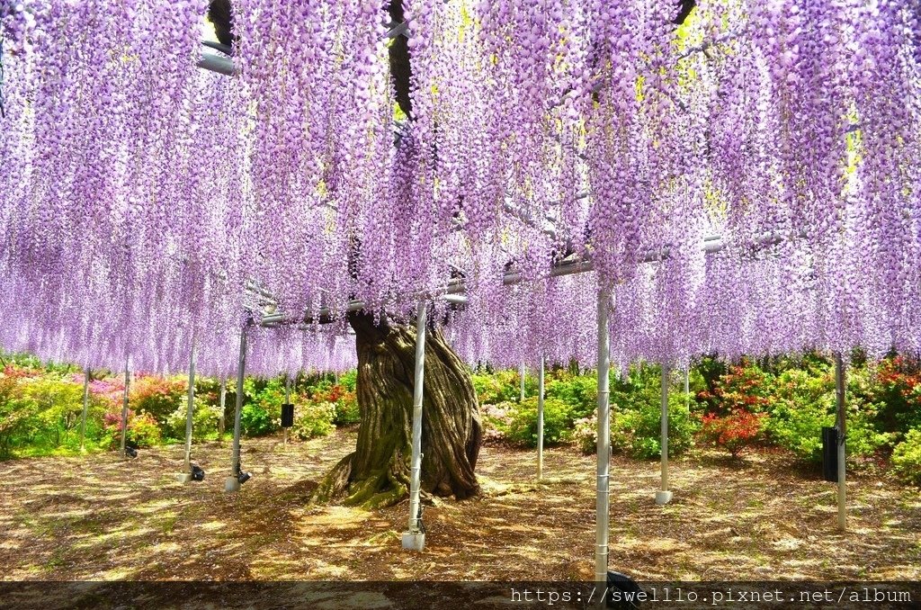 日本中部● 雲想衣裳花想容