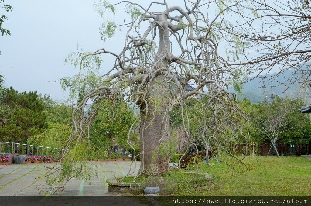 苗栗大湖●  遊大湖巧克力雲莊