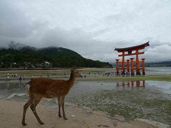 鳥居與鹿