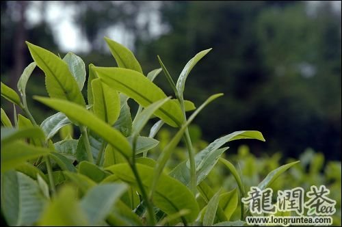 龍潤茶集團 雙文堂普洱茶 製茶理念