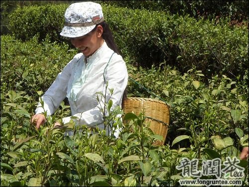 龍潤茶集團 雙文堂普洱茶 製茶理念