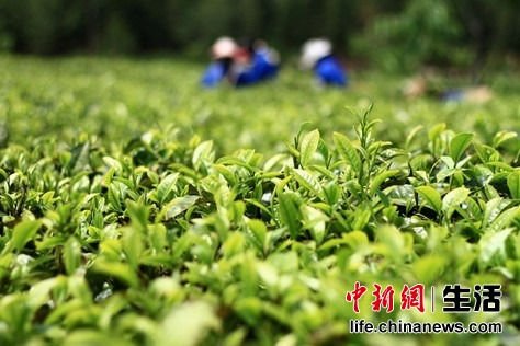 【普洱茶】2013國際茶業大會 龍潤普洱茶榮獲多項第一