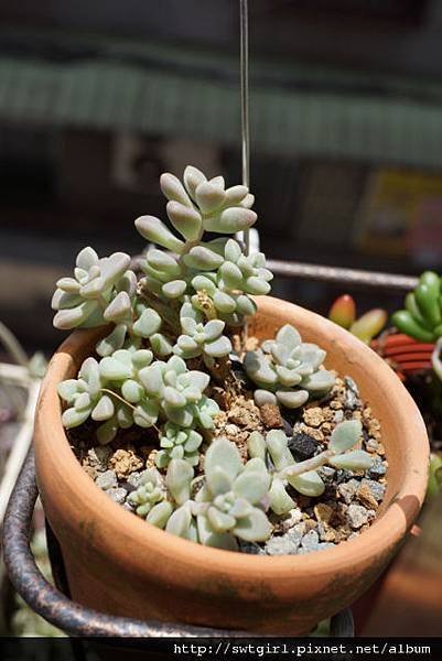 DSC00976