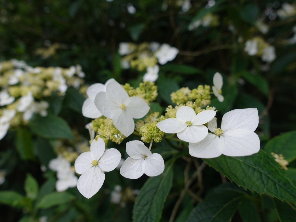 DSC05490.JPG