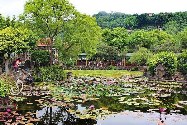 超好拍的雙溪公園-建構成中式庭園充斥著蓮花.jpg